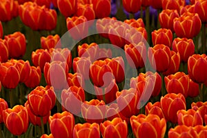 Orange tulips in full frame view. Spring flowers background photo.