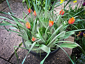 Orange tulips in garden container