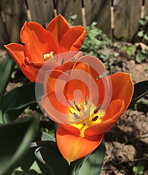Orange tulips glowing in the sun