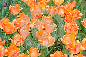 Orange tulips in Hangzou