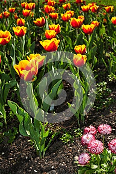 Orange tulips, Salzburg Mirabellgarten, sunlight