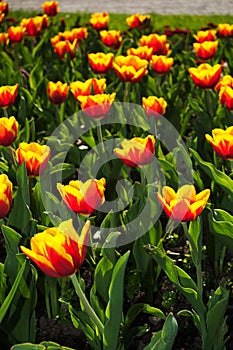 Orange tulips, Salzburg Mirabellgarten, sunlight