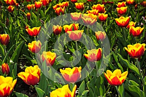 Orange tulips, Salzburg Mirabellgarten, sunlight