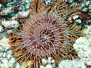 Orange urchin photo