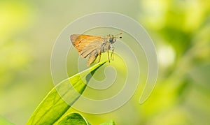 Orange v-shape skipper