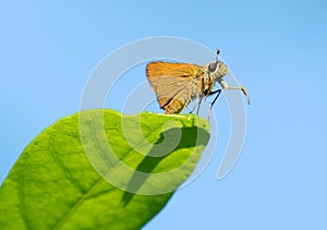 Orange v-shape skipper