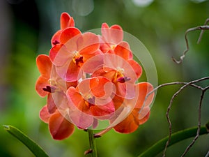 Orange Vanda