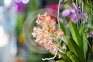 Orange Vanda hybrid Orchid flowers are beautifully blooming in the ornamental garden home.