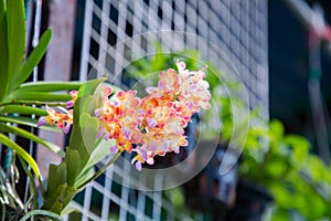 Orange Vanda hybrid Orchid flowers are beautifully blooming in the ornamental garden home.