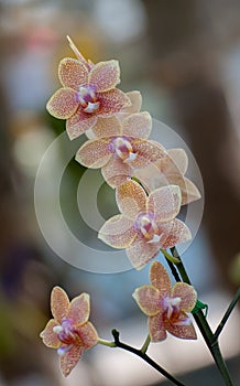 Orange vanda orchid with bokeh background