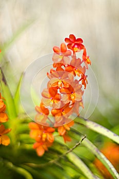 Orange vanda orchid flower.