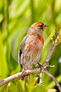 Orange Variant of House Finch