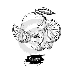 Orange vector drawing. Summer fruit engraved illustration. Isolated hand drawn