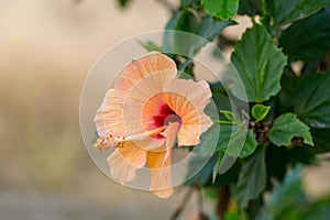 Orange velvet hibiscus flower on a background of green foliage. In the tropical garden