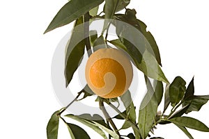 Orange on vertical branch