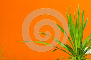 Orange wall with green leaves background. Green leaf on the orange cement wall with copy space for text.