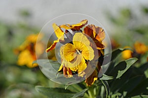 Orange Wallflower