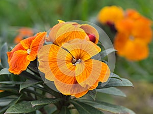 Orange wallflower detail. Spring garden flower.