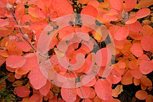 Autumn combination, orange