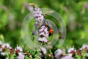 Orange wasp collecting nectar