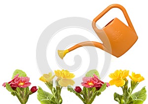 Orange watering and red primrose