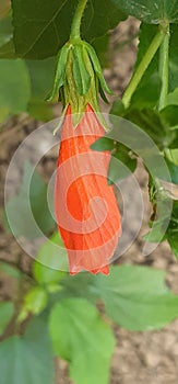 Orange Wax Mallow Flower on Green Leaves Background photo