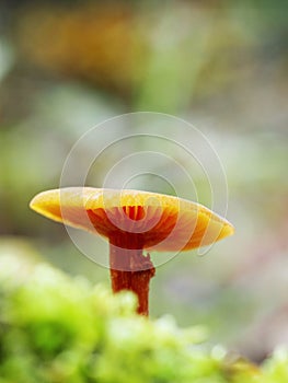 Orange wax mushroom