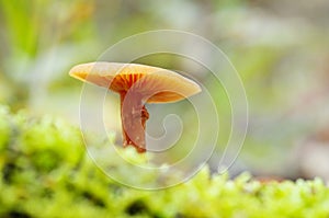 Orange wax mushroom