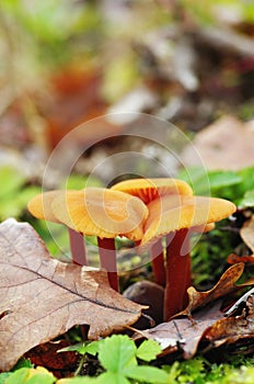 Orange wax mushrooms