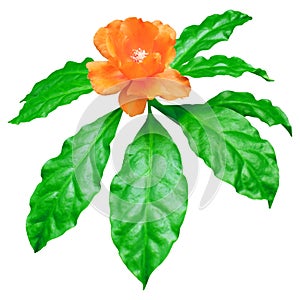 Orange Wax Rose fresh green leaves isolated on white, Pereskia Bleo flower tree top