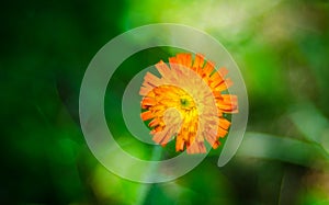 Orange weed flower, Hawkweed, of genus Hieracium.