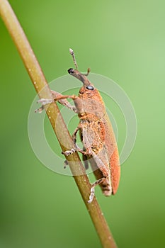 Orange weevil macro shot