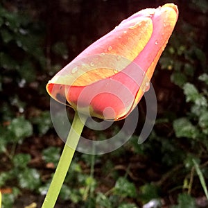 Orange wet tulip close up