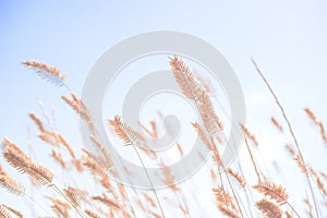 Wheat blowing in the wind