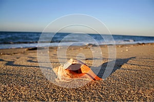 Orange Whelk Shell at Sunset on a Cape Cod Beach photo