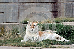 Orange and white bengal tiger photo