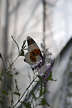 An orange, white and black butterfly with folded winngs perched on a purple flower