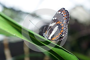 Orange, white and black butterfly in Mindo, Ecuador