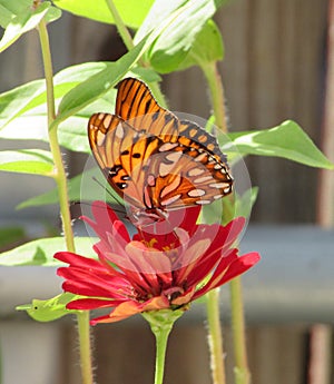 Orange Butterfly1