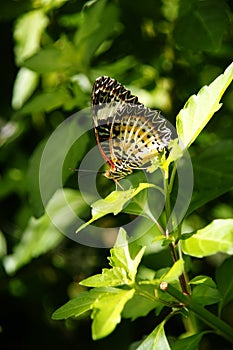 Orange white black colorful butterfly resting on green leaves.