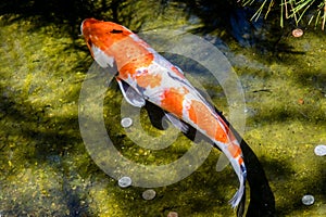 Orange, white and black Koi fish swims in water with a few coins