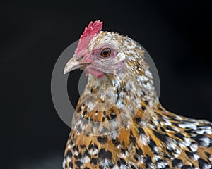 Orange white and black patterned hen with pale pink bill, tiny red comb and tiny caruncles and wattles at a black background