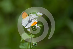 An orange and white butterfly Anthocharis cardamines