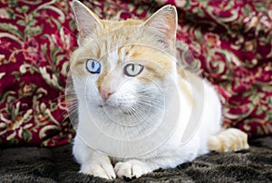 Orange and White Cat blue eye and green eye