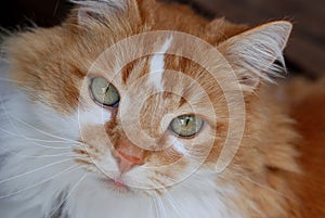 Orange and White Cat, close up