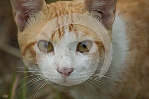 An orange white cat glared at the camera