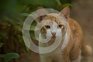 An orange white cat glared at the camera