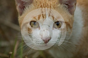 An orange white cat glared at the camera