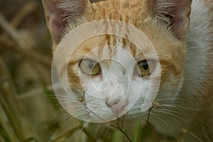 An orange white cat glared at the camera