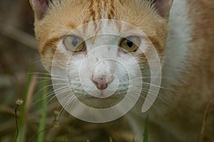 An orange white cat glared at the camera